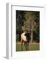 Bull Elk in Field-DLILLC-Framed Photographic Print