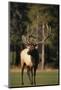 Bull Elk in Field-DLILLC-Mounted Photographic Print