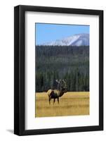 Bull Elk In Grass-Panoramic Images-Framed Photographic Print