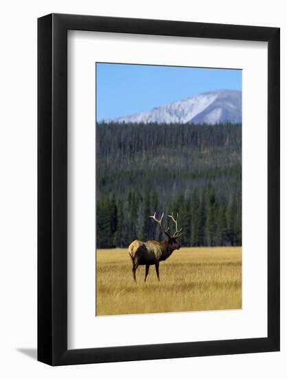 Bull Elk In Grass-Panoramic Images-Framed Photographic Print