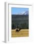 Bull Elk In Grass-Panoramic Images-Framed Photographic Print