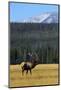 Bull Elk In Grass-Panoramic Images-Mounted Photographic Print