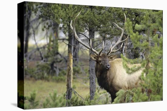 Bull Elk in Pines Listening for Danger, Yellowstone NP, WYoming-Howie Garber-Stretched Canvas