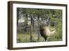 Bull Elk in Pines Listening for Danger, Yellowstone NP, WYoming-Howie Garber-Framed Photographic Print