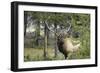 Bull Elk in Pines Listening for Danger, Yellowstone NP, WYoming-Howie Garber-Framed Photographic Print