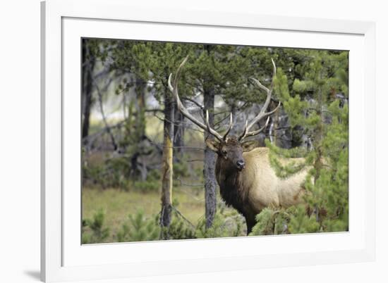Bull Elk in Pines Listening for Danger, Yellowstone NP, WYoming-Howie Garber-Framed Photographic Print