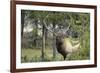 Bull Elk in Pines Listening for Danger, Yellowstone NP, WYoming-Howie Garber-Framed Photographic Print