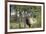 Bull Elk in Pines Listening for Danger, Yellowstone NP, WYoming-Howie Garber-Framed Photographic Print