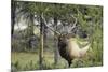 Bull Elk in Pines Listening for Danger, Yellowstone NP, WYoming-Howie Garber-Mounted Photographic Print