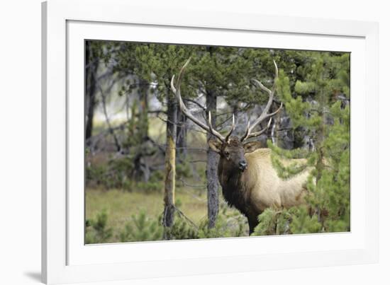 Bull Elk in Pines Listening for Danger, Yellowstone NP, WYoming-Howie Garber-Framed Photographic Print