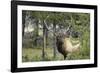 Bull Elk in Pines Listening for Danger, Yellowstone NP, WYoming-Howie Garber-Framed Photographic Print