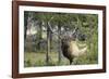 Bull Elk in Pines Listening for Danger, Yellowstone NP, WYoming-Howie Garber-Framed Photographic Print