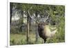 Bull Elk in Pines Listening for Danger, Yellowstone NP, WYoming-Howie Garber-Framed Photographic Print