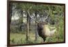 Bull Elk in Pines Listening for Danger, Yellowstone NP, WYoming-Howie Garber-Framed Photographic Print