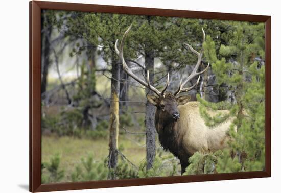 Bull Elk in Pines Listening for Danger, Yellowstone NP, WYoming-Howie Garber-Framed Photographic Print