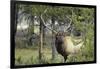 Bull Elk in Pines Listening for Danger, Yellowstone NP, WYoming-Howie Garber-Framed Photographic Print