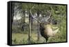 Bull Elk in Pines Listening for Danger, Yellowstone NP, WYoming-Howie Garber-Framed Stretched Canvas