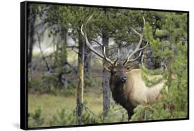 Bull Elk in Pines Listening for Danger, Yellowstone NP, WYoming-Howie Garber-Framed Stretched Canvas