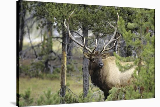 Bull Elk in Pines Listening for Danger, Yellowstone NP, WYoming-Howie Garber-Stretched Canvas