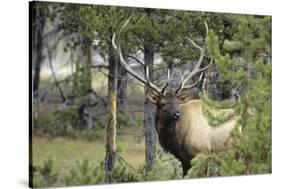 Bull Elk in Pines Listening for Danger, Yellowstone NP, WYoming-Howie Garber-Stretched Canvas