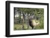 Bull Elk in Pines Listening for Danger, Yellowstone NP, WYoming-Howie Garber-Framed Photographic Print