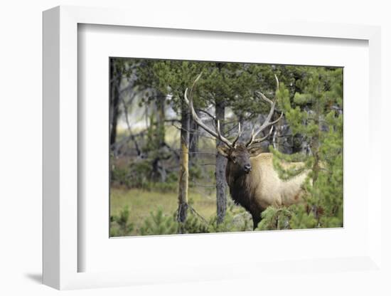 Bull Elk in Pines Listening for Danger, Yellowstone NP, WYoming-Howie Garber-Framed Photographic Print