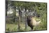 Bull Elk in Pines Listening for Danger, Yellowstone NP, WYoming-Howie Garber-Mounted Premium Photographic Print