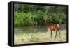 Bull Elk in the National Bison Range, Montana-James White-Framed Stretched Canvas