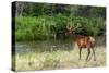 Bull Elk in the National Bison Range, Montana-James White-Stretched Canvas