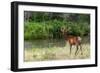 Bull Elk in the National Bison Range, Montana-James White-Framed Photographic Print