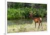 Bull Elk in the National Bison Range, Montana-James White-Framed Photographic Print