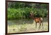 Bull Elk in the National Bison Range, Montana-James White-Framed Photographic Print