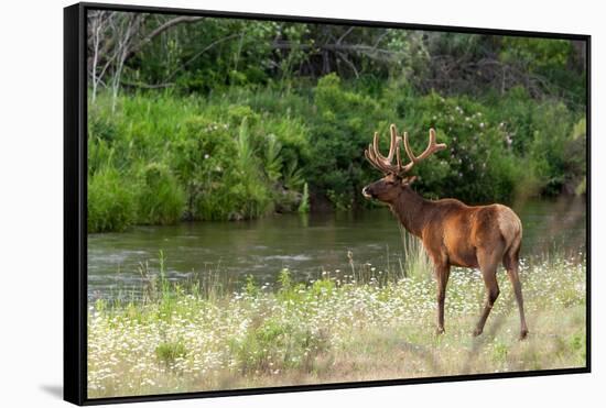 Bull Elk in the National Bison Range, Montana-James White-Framed Stretched Canvas