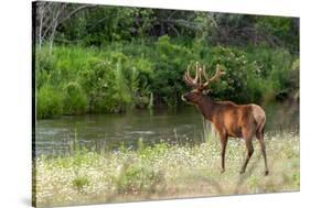 Bull Elk in the National Bison Range, Montana-James White-Stretched Canvas