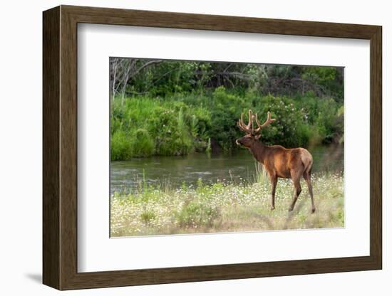 Bull Elk in the National Bison Range, Montana-James White-Framed Photographic Print