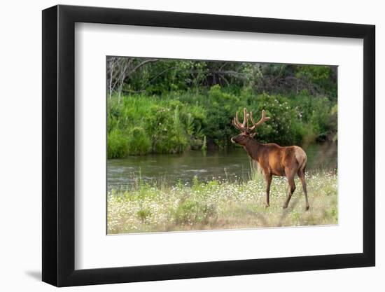 Bull Elk in the National Bison Range, Montana-James White-Framed Photographic Print