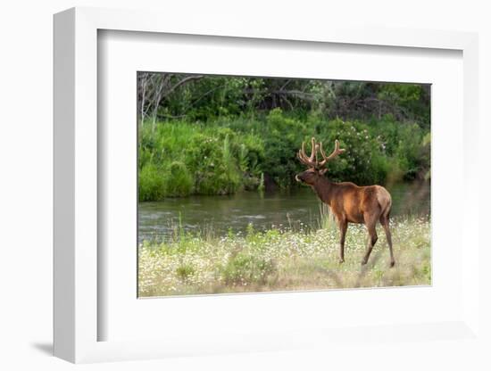 Bull Elk in the National Bison Range, Montana-James White-Framed Photographic Print