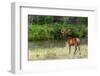 Bull Elk in the National Bison Range, Montana-James White-Framed Photographic Print