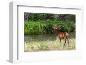 Bull Elk in the National Bison Range, Montana-James White-Framed Photographic Print