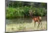 Bull Elk in the National Bison Range, Montana-James White-Mounted Photographic Print