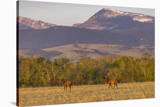 Bull elk in velvet along the Rocky Mountain Front near Choteau, Montana, USA-Chuck Haney-Stretched Canvas