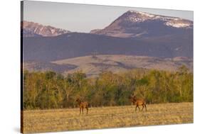 Bull elk in velvet along the Rocky Mountain Front near Choteau, Montana, USA-Chuck Haney-Stretched Canvas