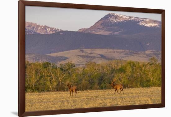 Bull elk in velvet along the Rocky Mountain Front near Choteau, Montana, USA-Chuck Haney-Framed Photographic Print