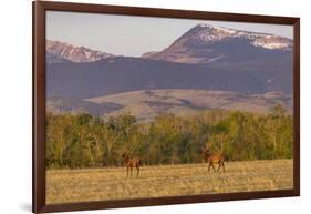Bull elk in velvet along the Rocky Mountain Front near Choteau, Montana, USA-Chuck Haney-Framed Photographic Print