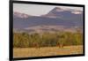 Bull elk in velvet along the Rocky Mountain Front near Choteau, Montana, USA-Chuck Haney-Framed Photographic Print