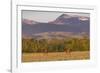 Bull elk in velvet along the Rocky Mountain Front near Choteau, Montana, USA-Chuck Haney-Framed Photographic Print