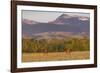 Bull elk in velvet along the Rocky Mountain Front near Choteau, Montana, USA-Chuck Haney-Framed Photographic Print