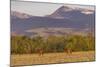 Bull elk in velvet along the Rocky Mountain Front near Choteau, Montana, USA-Chuck Haney-Mounted Photographic Print