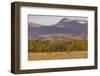 Bull elk in velvet along the Rocky Mountain Front near Choteau, Montana, USA-Chuck Haney-Framed Photographic Print