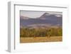 Bull elk in velvet along the Rocky Mountain Front near Choteau, Montana, USA-Chuck Haney-Framed Photographic Print